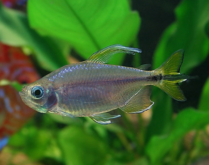 黃金燈魚吃什麼 接受各種蟲餌及人工飼料