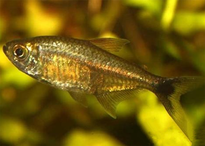 黃金燈魚怎麼養 適宜水溫為24～26°