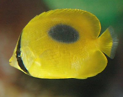鏡斑蝴蝶魚吃什麼 可喂飼動物性餌料