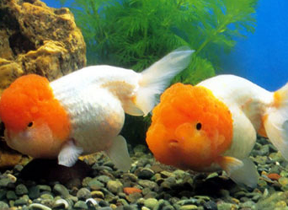 黃高頭吃什麼 金魚的天然餌料是紅蟲