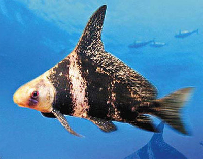 胭脂魚吃什麼 胭脂魚屬雜食動物