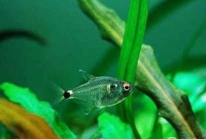 頭尾燈魚怎麼養 該魚對水質要求不嚴格