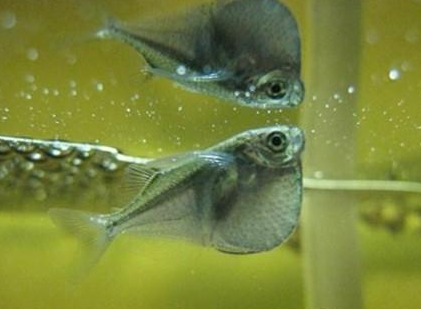 銀燕子燈魚怎麼養 喜偏酸性的軟水