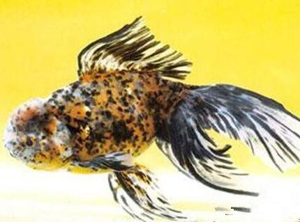 棕色高頭翻鰓金魚怎麼養 對水質比較敏感