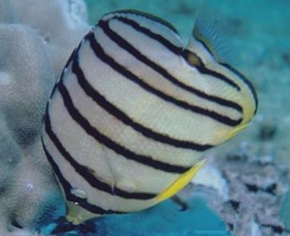 八帶蝴蝶魚吃什麼 以珊瑚蟲和藻類為食