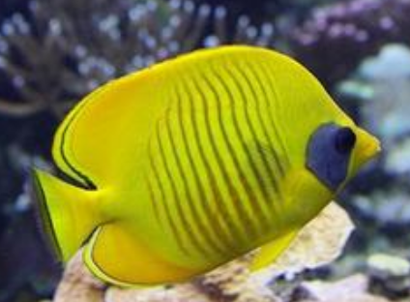 黃色蝴蝶魚吃什麼 該魚屬於肉食性魚類