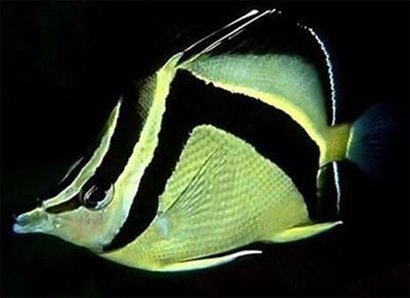 鐮蝴蝶魚吃什麼 該魚屬於肉食性觀賞魚