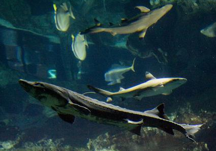 美國旗魚怎麼養 注意養殖的密度