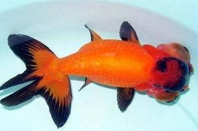 鐵包金文魚球吃什麼 該魚最喜歡活食
