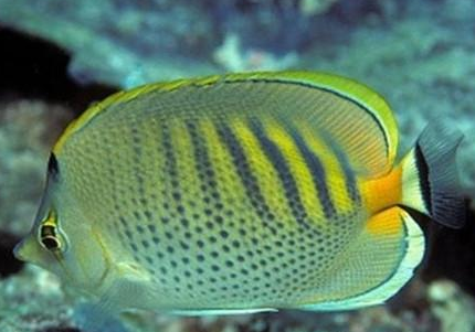斑帶蝴蝶魚吃什麼 能吃掉大部分珊瑚蟲