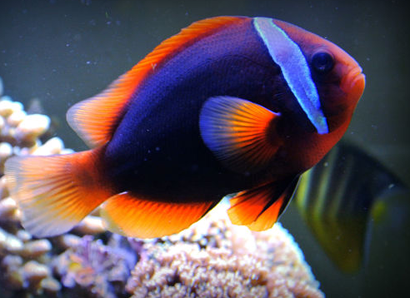 黑紅小丑怎麼養 該魚的飼養難度不大