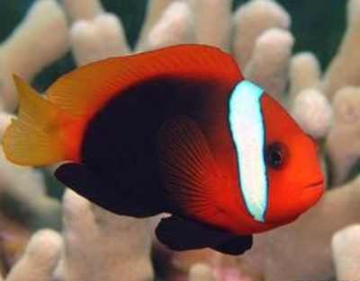 黑紅小丑吃什麼 該魚屬雜食性動物