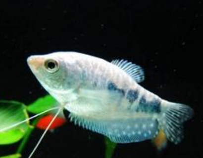 銀曼龍幼魚怎麼養 飼養要特別小心
