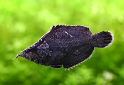 葉形魚吃什麼 以小魚和昆蟲為生