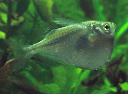 石斧魚怎麼養 保證優良的水質環境