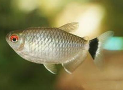 銀屏燈魚吃什麼 一般動物性餌料均可
