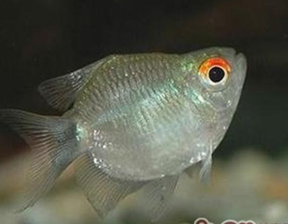 銀屏燈魚怎麼養 這種魚比較容易飼養