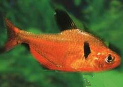 紅裙魚吃什麼 該魚對餌料不挑剔