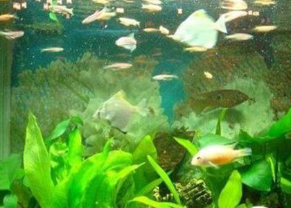 觀賞魚怎麼養 要保證魚缸的清潔