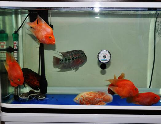 小型觀賞魚混養 同缸種類別過多