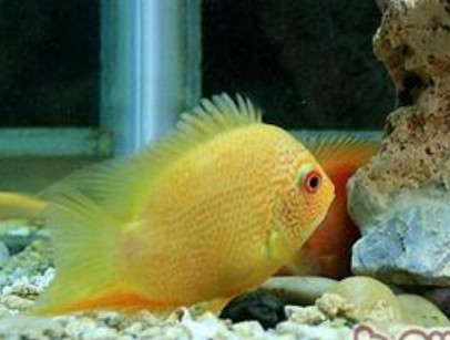 金菠蘿魚好養嗎 對水質適應能力較強