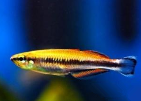 馬達加斯加彩虹吃什麼 餌料以魚蟲為主