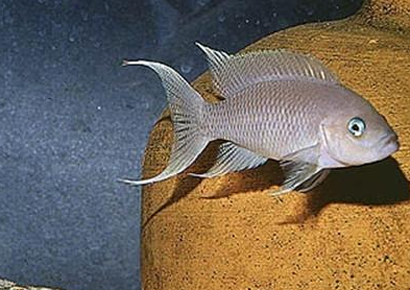 白邊燕尾魚怎麼養 適合弱鹼性的水質