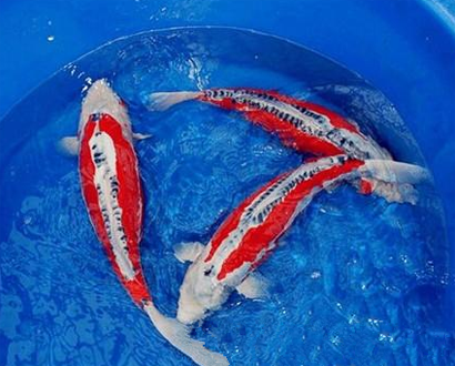 秋翠錦鯉吃什麼 是一種雜食性魚類