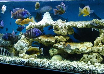 短鼻六間魚吃什麼 動植物性餌料都攝食