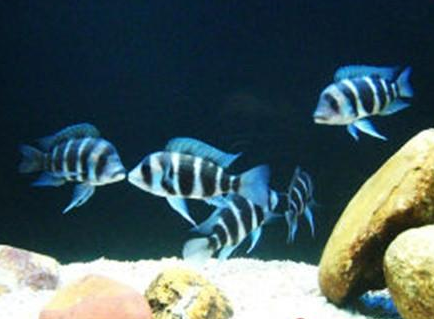 皇冠六間魚怎麼繁殖 人工繁殖困難