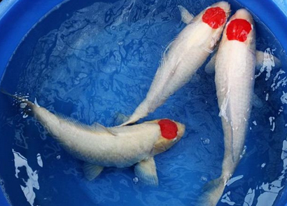 丹頂錦鯉吃什麼 該魚是雜食性魚類