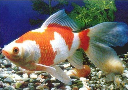 紅白草金魚怎麼養 保持一個恆溫的環境