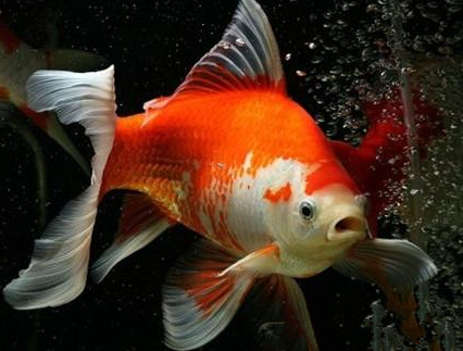 紅白草金魚吃什麼 不要喂劣質金魚飼料