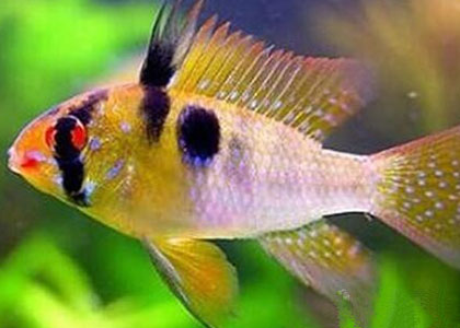 七彩鳳凰魚怎麼繁殖 以集體繁殖為宜
