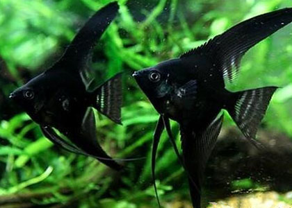 黑神仙魚怎麼養 水要求清澈透明