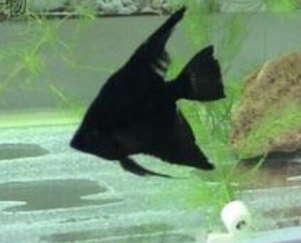 黑神仙魚吃什麼 喜愛吃食活餌生餌