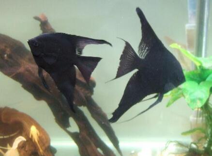 黑神仙魚怎麼繁殖 繁殖期餌料最好多樣性