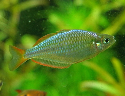 電光美人魚怎麼養 該魚喜歡偏硬的水