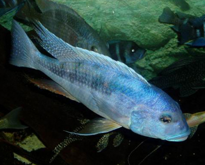 閃電王子魚怎麼養 該魚不太適合混養