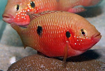 紅寶石魚吃什麼 喜歡吃動物性餌料