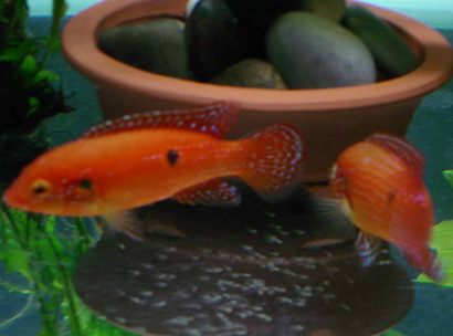 紅寶石魚怎麼繁殖 掌握一定的繁殖技巧