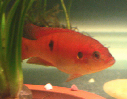 紅寶石魚怎麼分公母 雄魚體色鮮艷