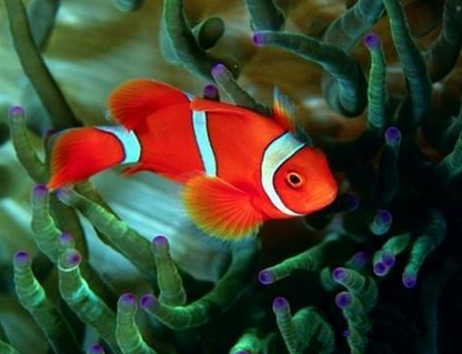透紅小丑魚怎麼養 喜歡依偎在海葵中生活