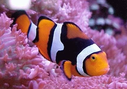 透紅小丑魚吃什麼 屬於雜食性的觀賞魚