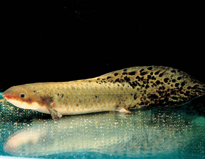 澳洲肺魚怎麼養 喜生活於水流平緩的河流