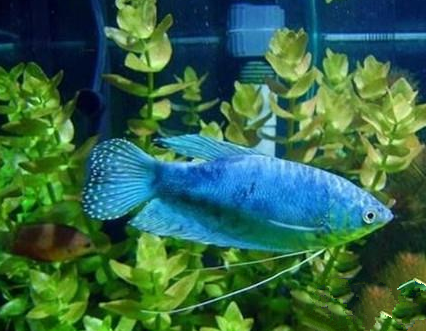 藍星魚怎麼養 飼養水族箱宜大些