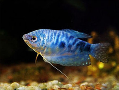 藍星魚吃什麼 喜歡吃浮在水面上的飼料