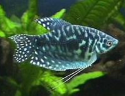 藍星魚怎麼繁殖 4 ～5 月齡性成熟
