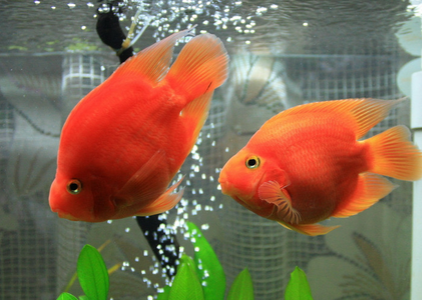 血鹦鹉魚怎麼養最紅 要控制好水溫