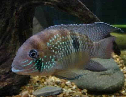 藍寶石魚怎麼養 該魚對水質要求不高